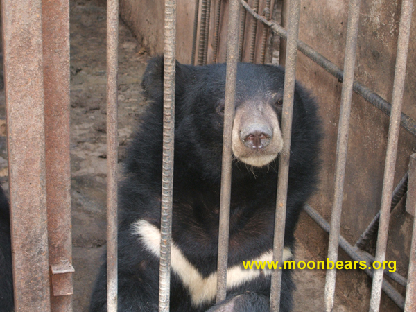 korea farm bear photo