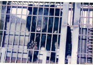 koreanmoonbear koreanmoonbear